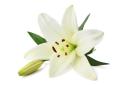 das Bild zu 'white lily' auf Deutsch