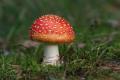 das Bild zu 'wild mushroom' auf Deutsch