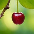 das Bild zu 'wild cherry' auf Deutsch