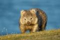 das Bild zu 'wombat commun' auf Deutsch
