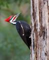 das Bild zu 'woodpecker' auf Deutsch